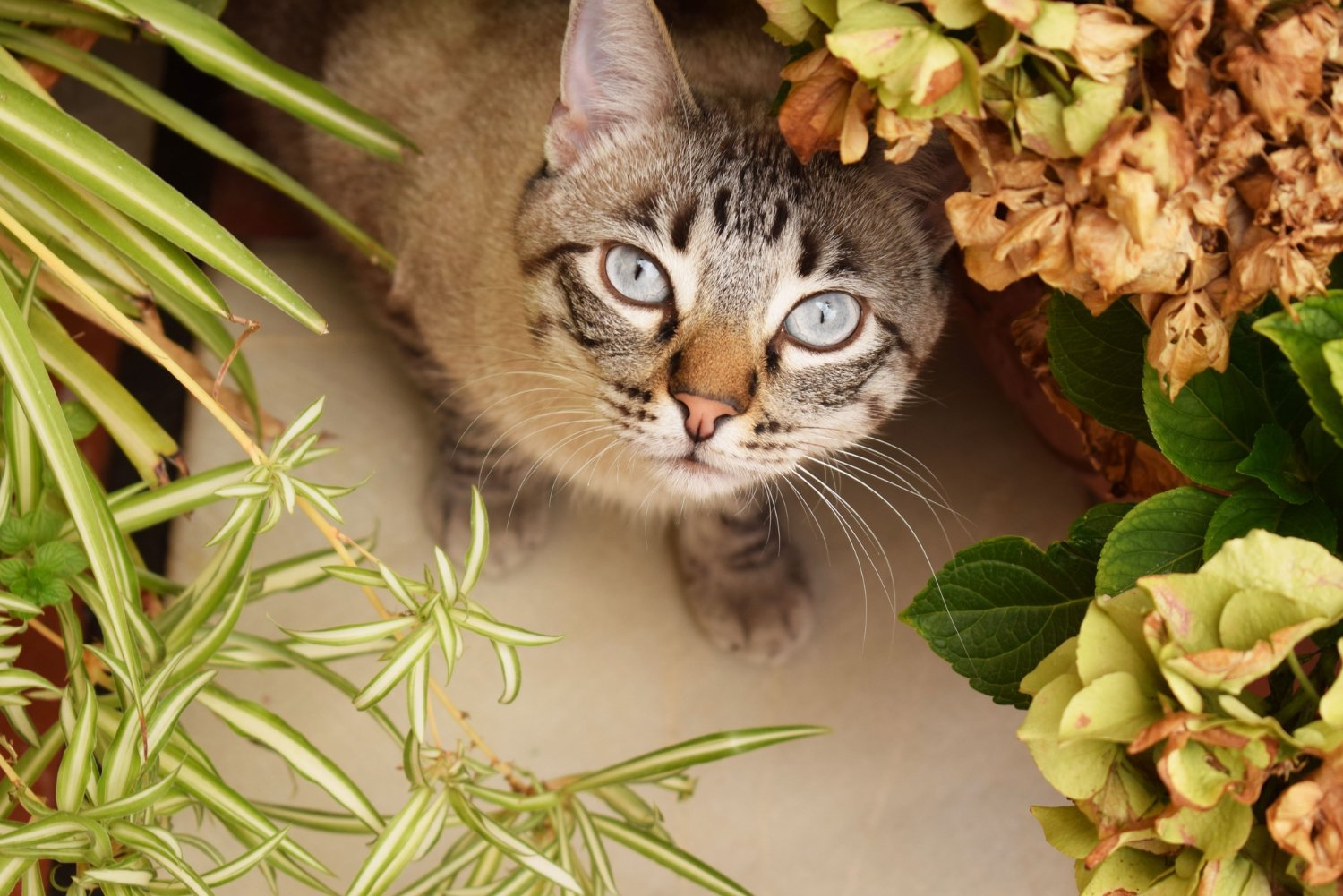 Tigrerad katt som tittar upp mellan växter