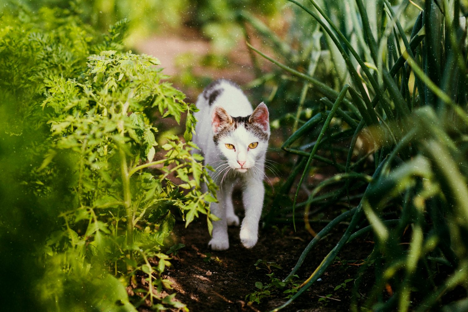 Katt som smyger genom en trädgård