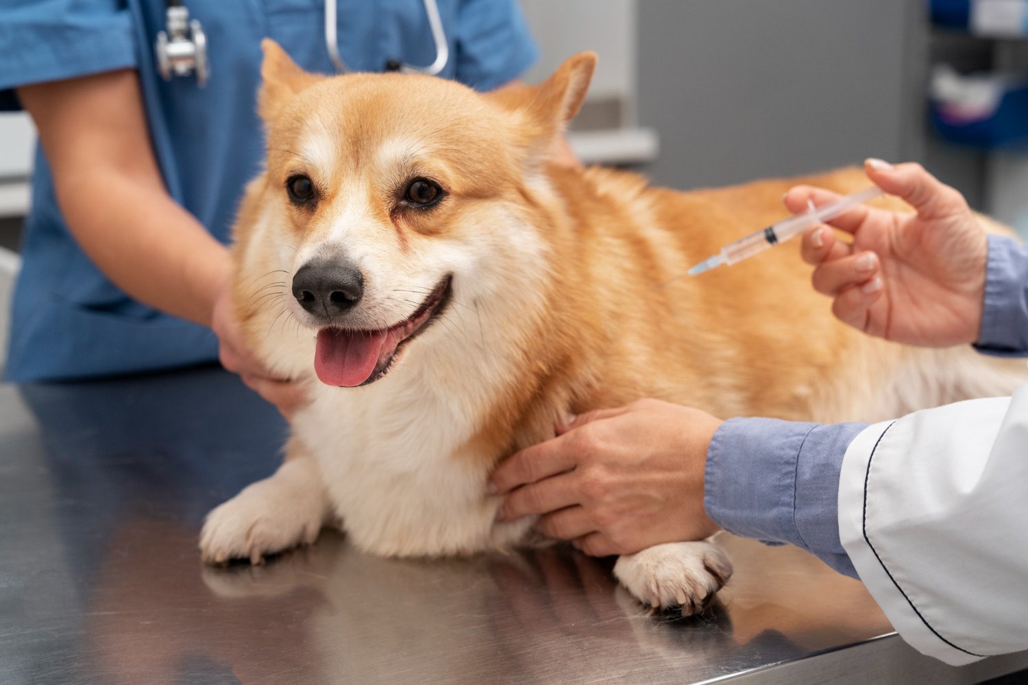 Corgi får en spruta hos veterinären